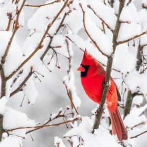 Meet your Posher, Judy